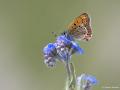 Lycaena helle (Menekşe Bakırgüzeli)